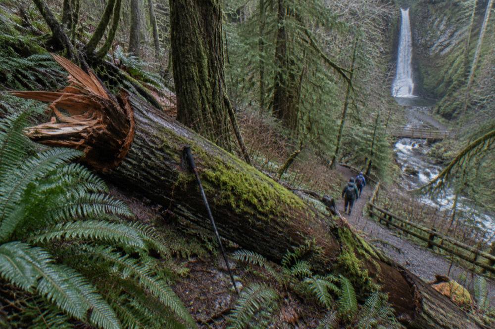 Dense green forest with fallen mossy logs along a hiking trail