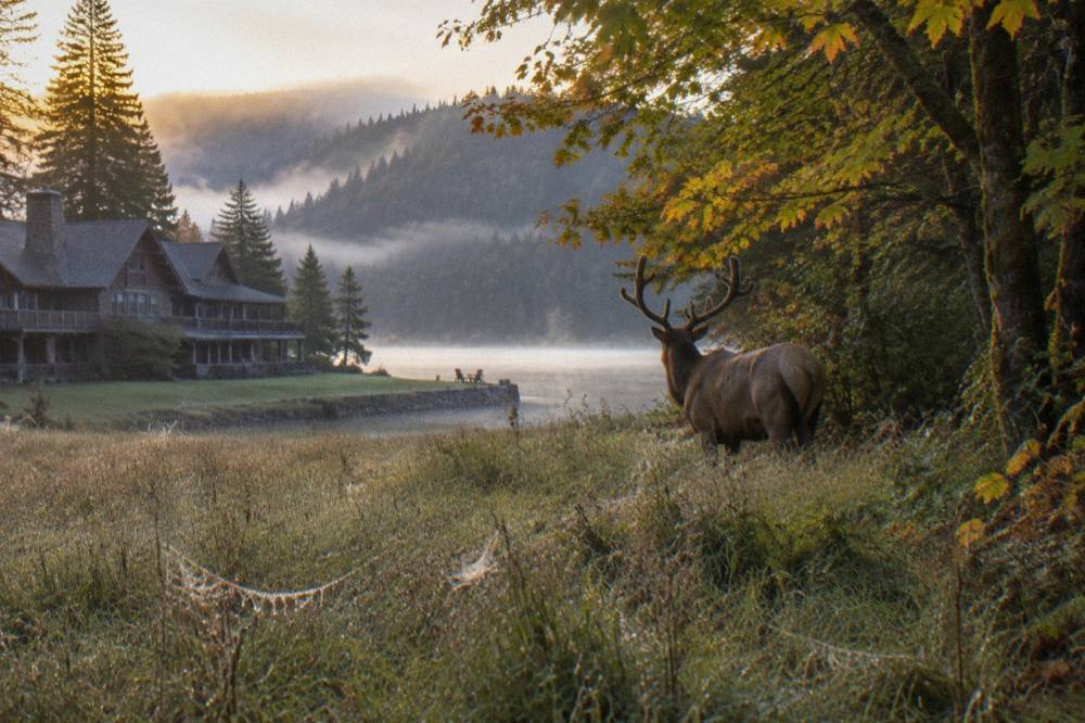 A Roosevelt elk standing in a misty meadow at the forest edge