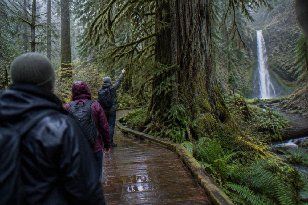 A small group of hikers following a guide along a forest trail