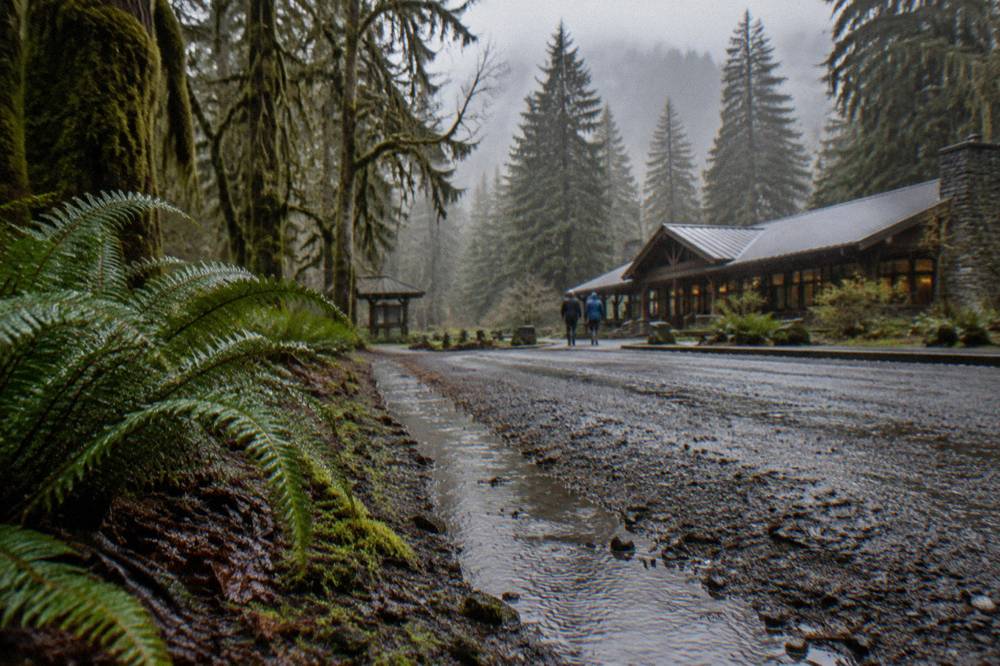 A rain-soaked forest road lined with tall mossy evergreens in fading light