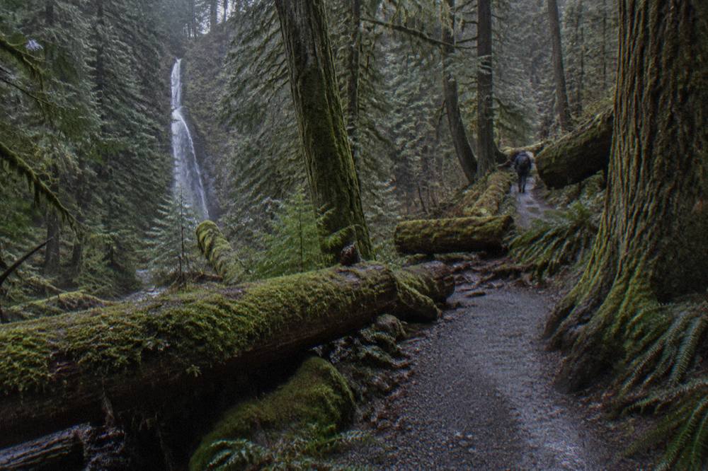 A dark rainforest trail with fallen logs and dense green moss under tall trees