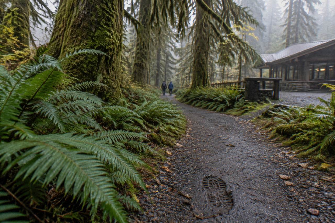 A mossy rainforest trail winding beneath tall spruce trees in Olympic National Park