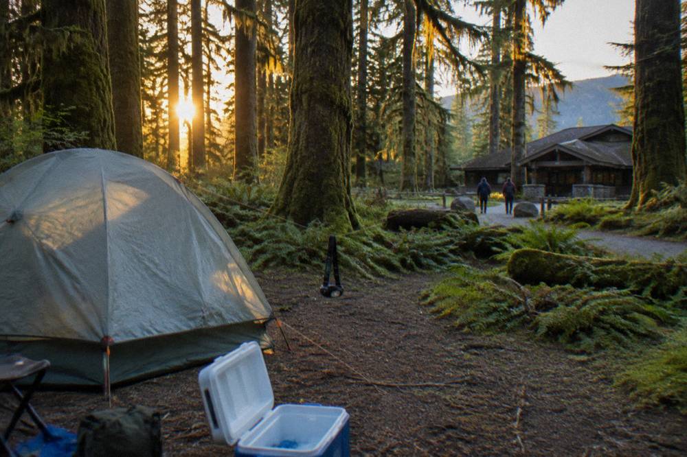 A tent pitched among tall mossy evergreens at a forested campground