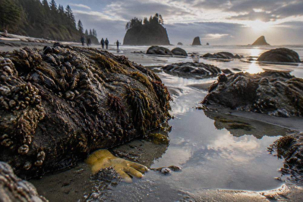 Exposed tide pools and wet reflective sand around dark rocks at the base of sea stacks at low tide