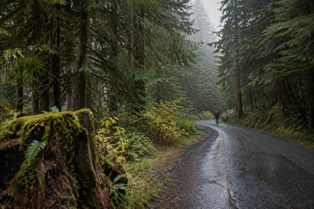 Empty winding road through dense evergreen forest