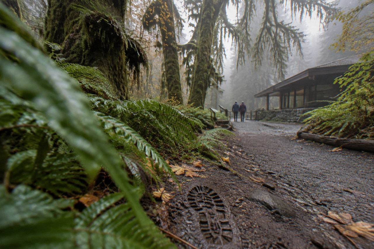 Misty forest trail in the Hoh Rain Forest with tall moss-covered trees