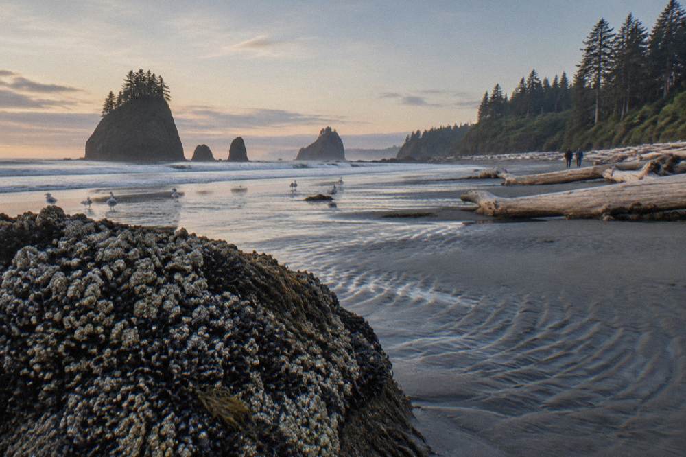 Sea stacks and driftwood on a wide gray-sand beach at low tide