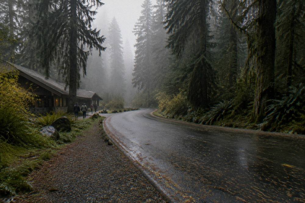 A paved road winding through dense fog-covered rainforest with tall evergreens