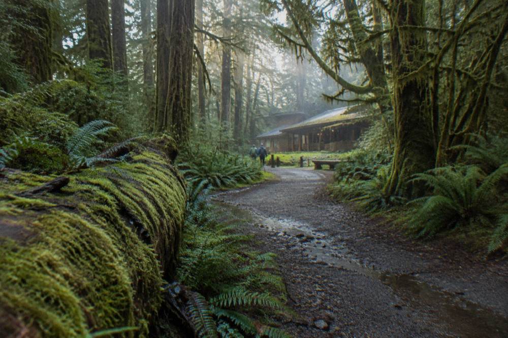 A fern-lined trail curving into misty old-growth forest with moss hanging from branches