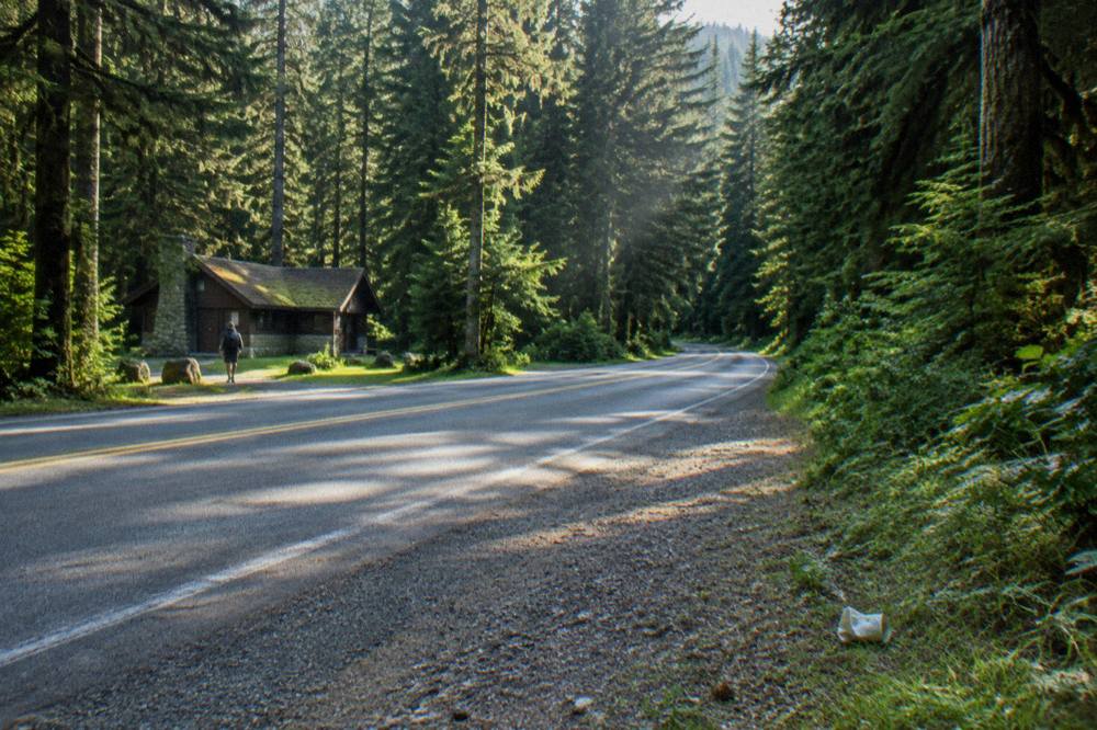 A quiet two-lane road curving through dense evergreen forest on the Olympic Peninsula