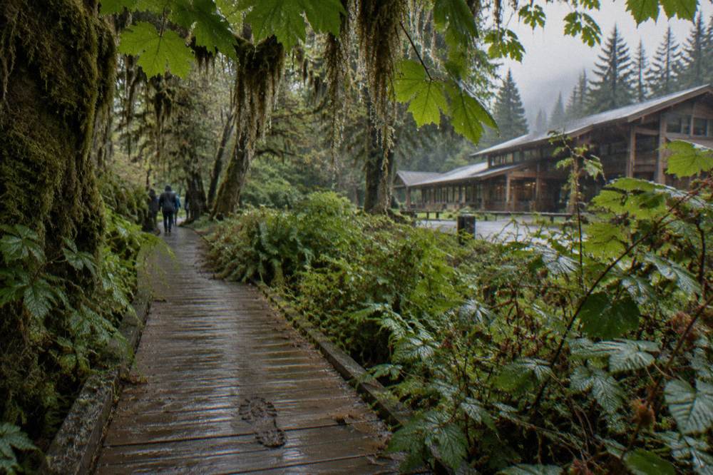 Moss-draped bigleaf maples and towering spruce trunks along a damp rainforest trail