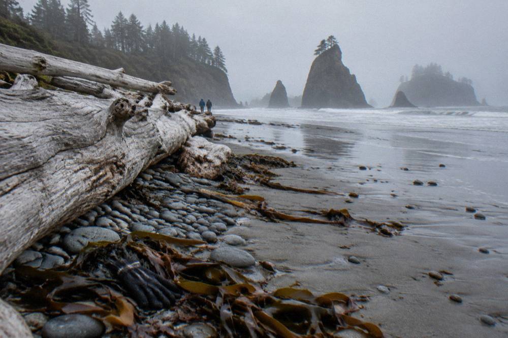Driftwood logs and sea stacks along a misty cobble beach on the Olympic coast