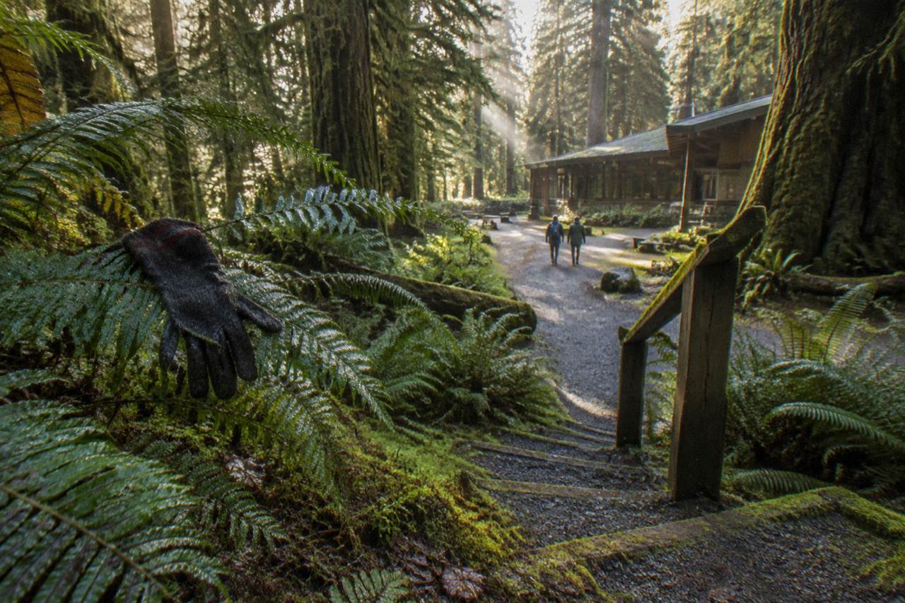 Dense moss-draped temperate rainforest with tall conifers and a fern-covered forest floor
