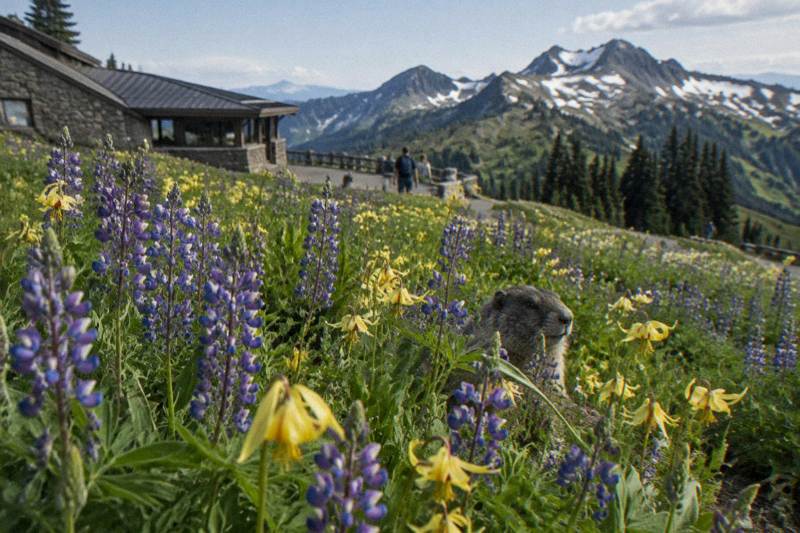 Hurricane Ridge And Lakes Tours on the Olympic Peninsula, Washington