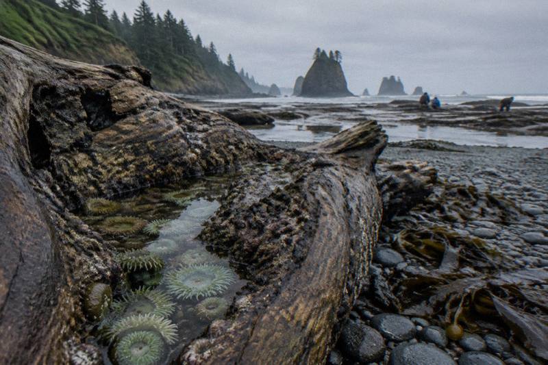 Rainforest And Coast Tours on the Olympic Peninsula, Washington