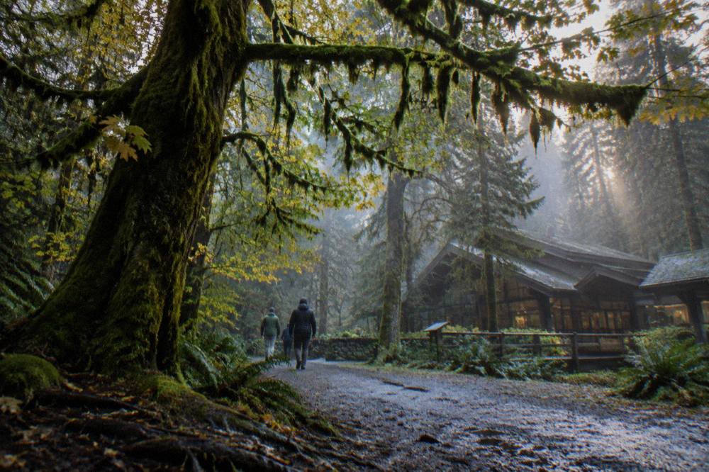 Thick green moss covering the branches of tall rain forest trees beside a dirt trail