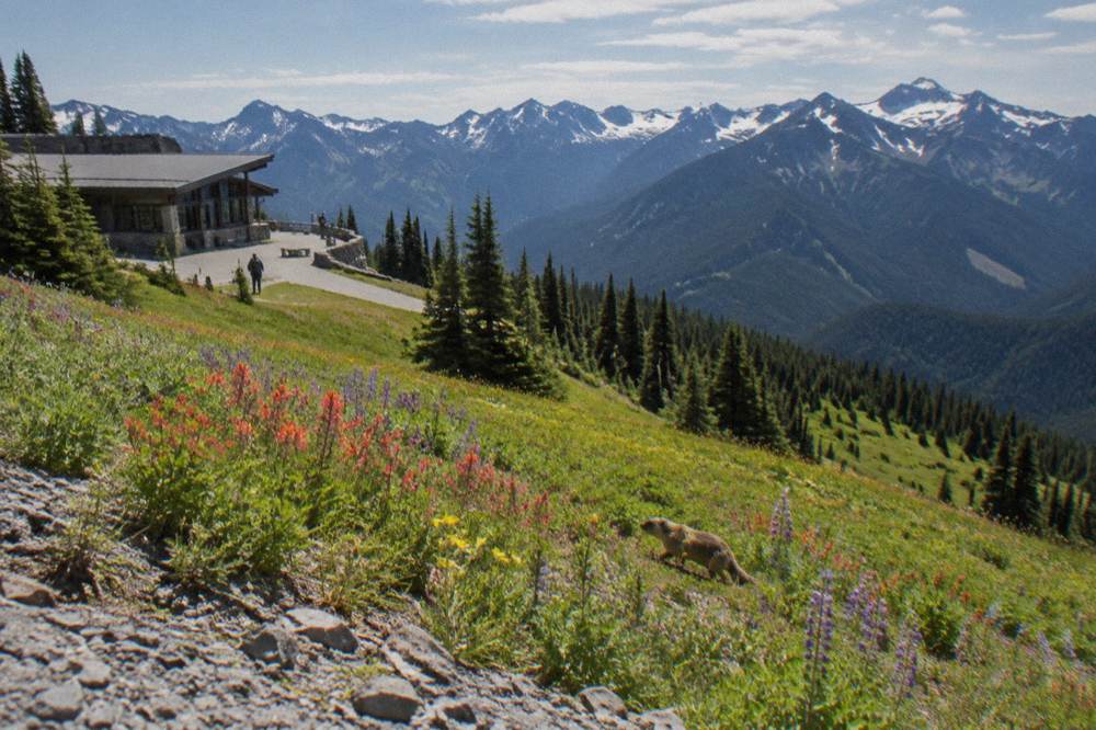 A subalpine meadow with wildflowers and distant snow-capped mountain peaks