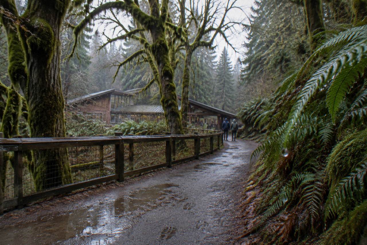 Moss-draped bigleaf maples along a rain forest trail in Olympic National Park