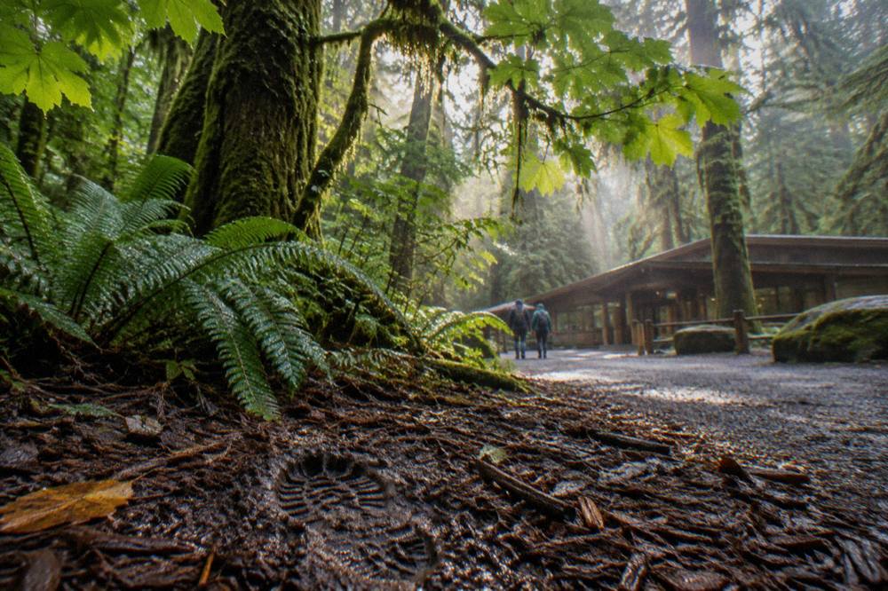Sunlight filtering through tall moss-draped trees in a temperate rainforest