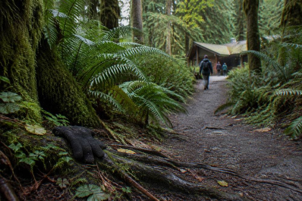 A mossy rainforest trail winding between tall ferns and big leaf maples