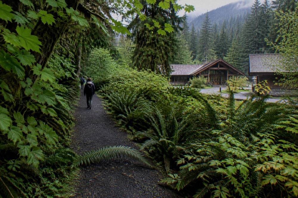 A lush green rain forest path with moss hanging from tall trees