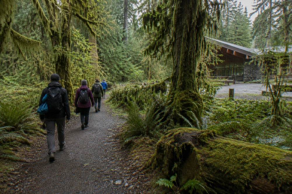 A small group of hikers walking a rain forest trail behind a guide