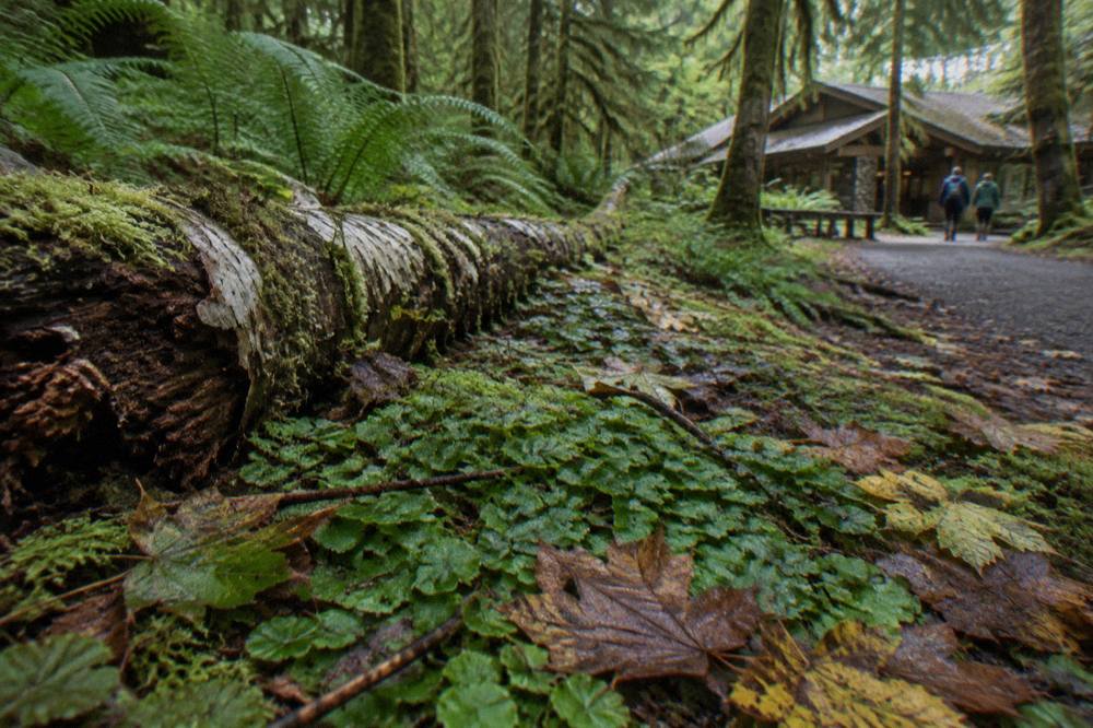 A moss-covered maple grove with soft green light filtering through the rainforest canopy