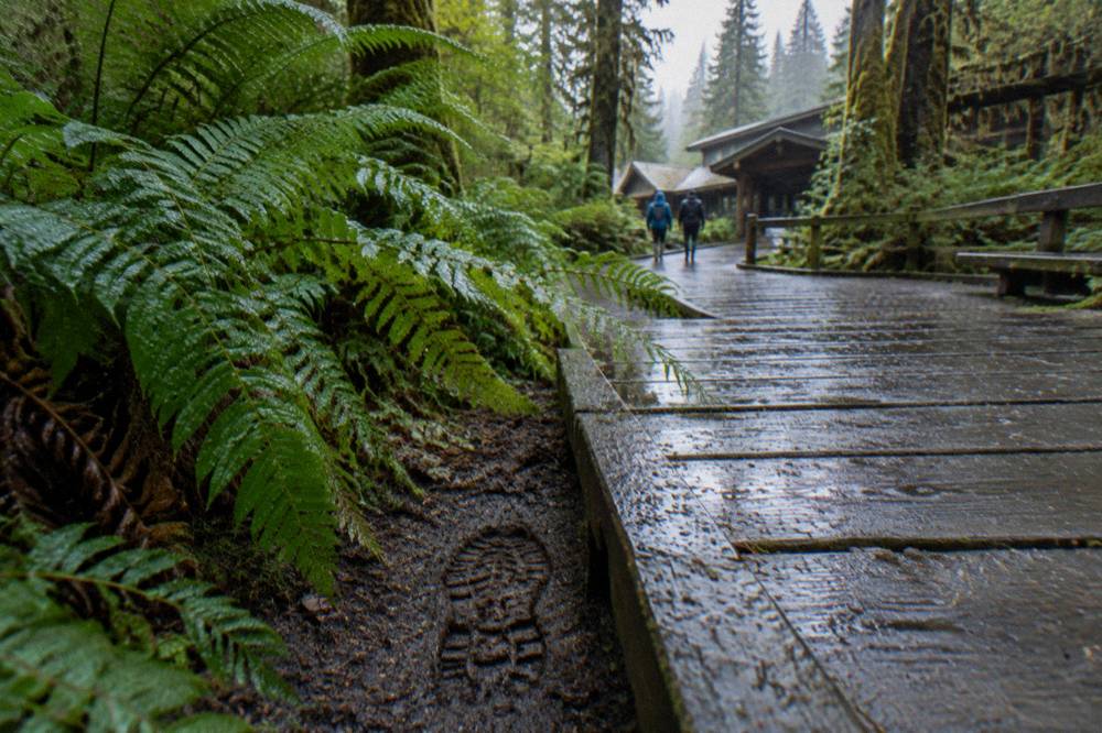 A fern-lined rainforest path with a wooden boardwalk section and damp forest floor