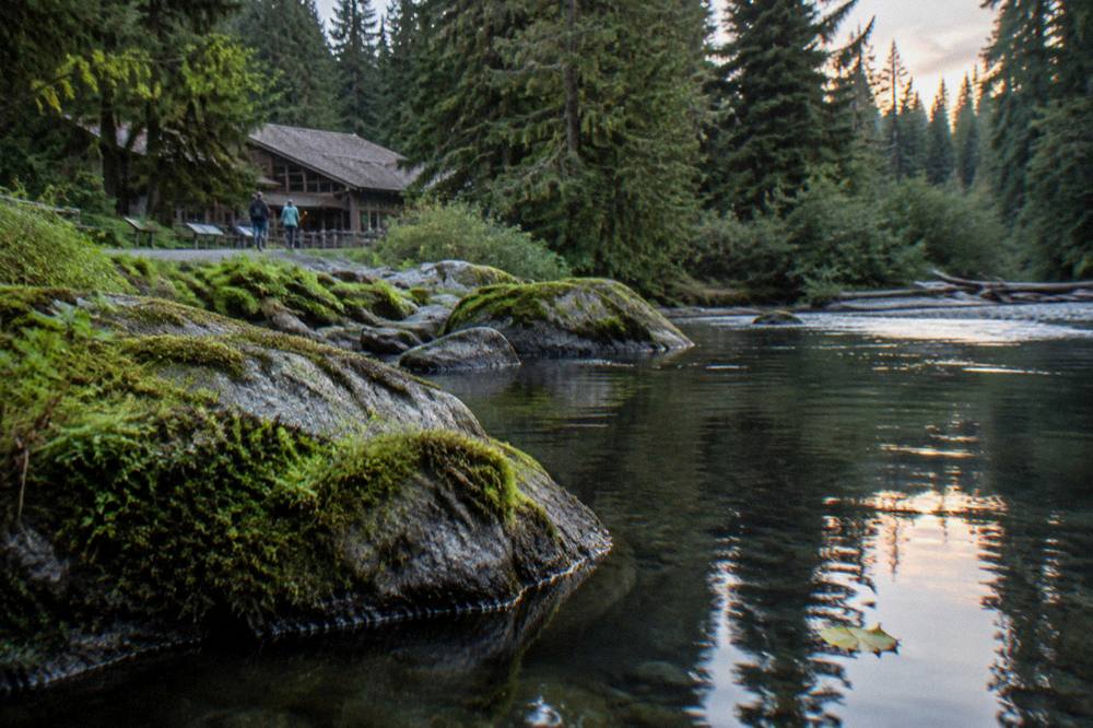 A calm rainforest river flowing past mossy boulders under tall evergreens