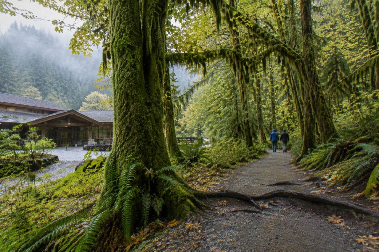 Moss-draped bigleaf maple trees along a green rainforest trail in the Hoh valley