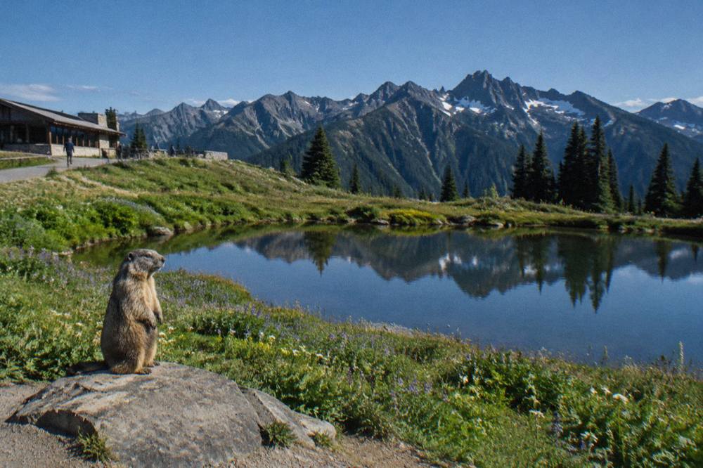 Alpine meadow in bloom below a jagged mountain ridgeline under a blue sky