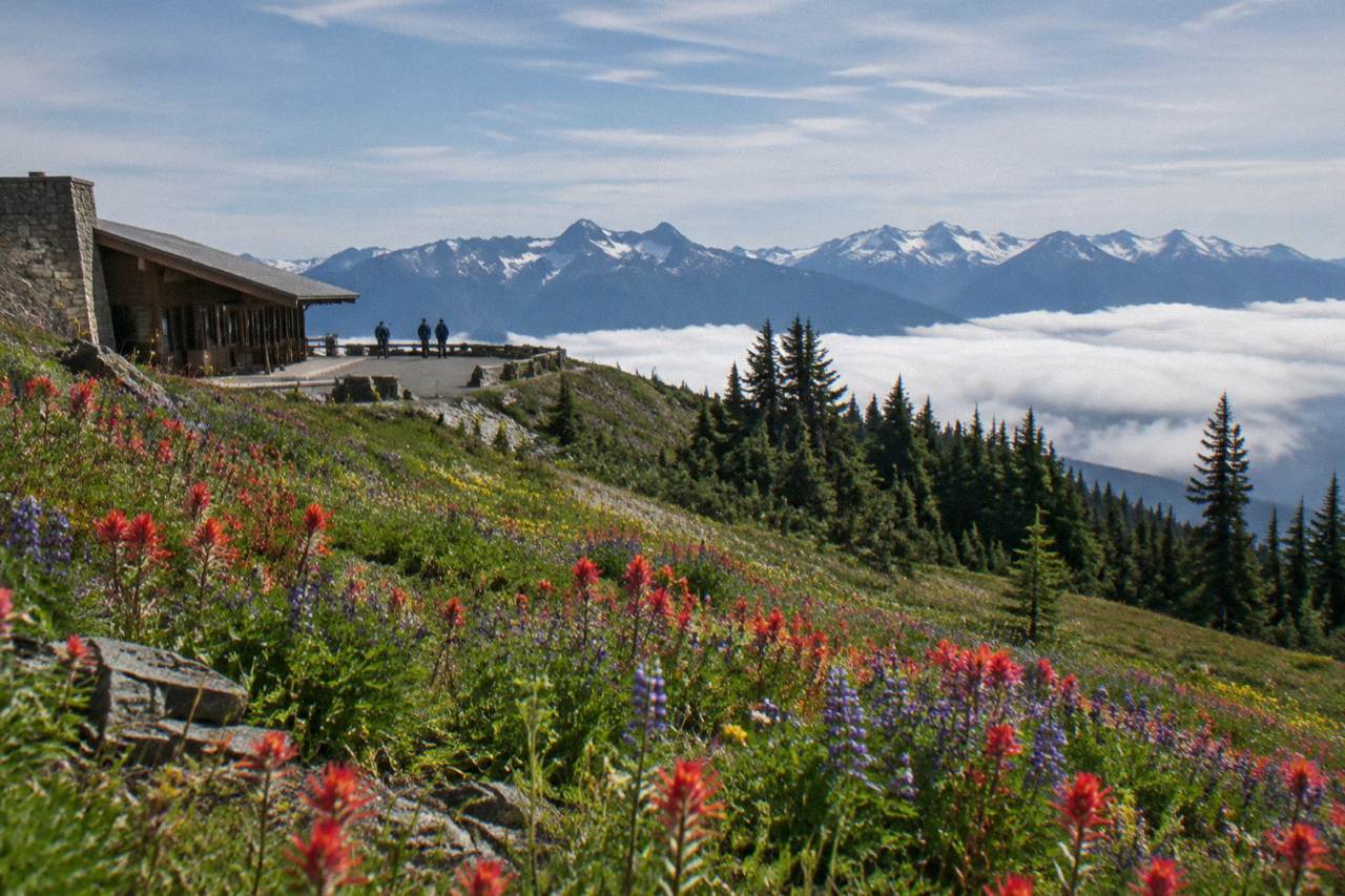 Mountain ridgeline above clouds with wildflower meadows and distant snowy peaks
