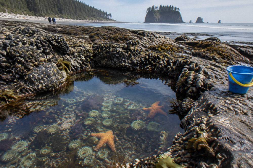 Shallow water pooling among barnacle-covered rocks at low tide on a rocky shore