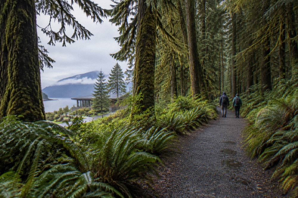 Small group of hikers on a forest trail beneath tall moss covered trees