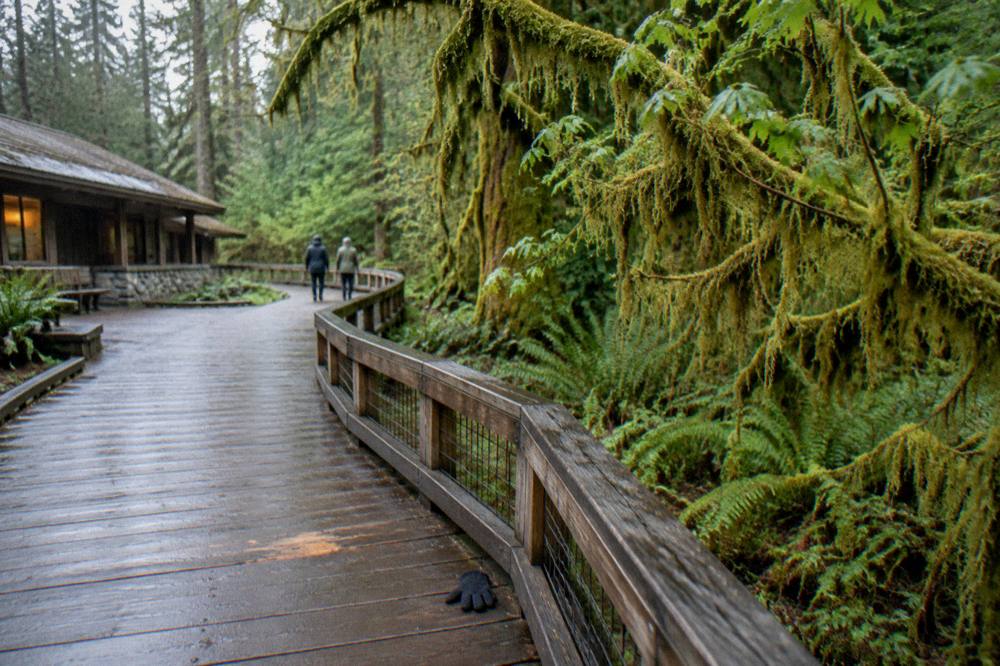 Moss-draped bigleaf maple trees along a forest boardwalk trail