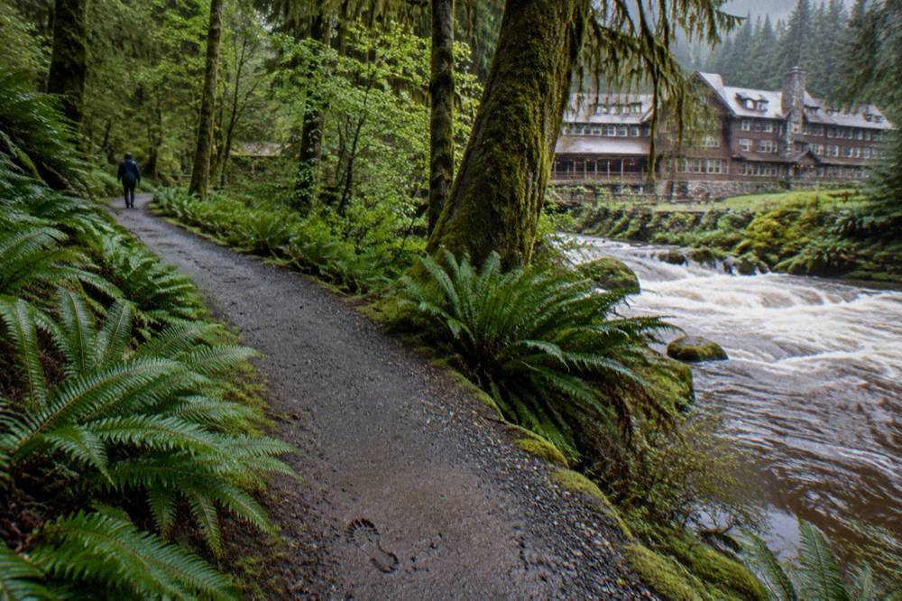 A gravel path curving through dense moss-draped rainforest beside a rushing creek
