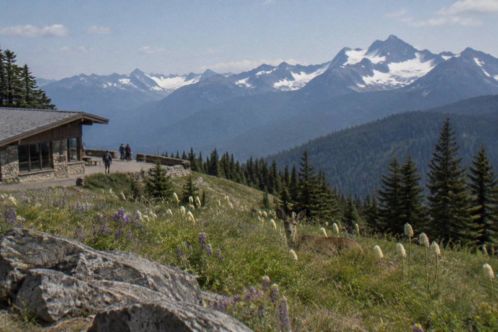 Alpine meadows and snowy peaks along the Hurricane Ridge road corridor