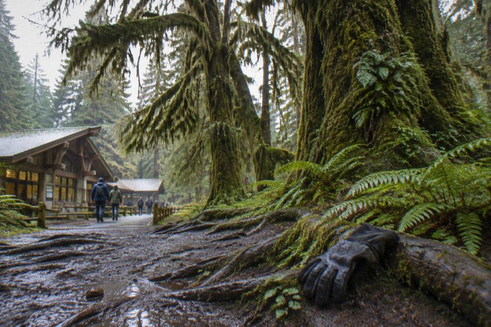 Moss-covered bigleaf maple trees along a rainforest trail