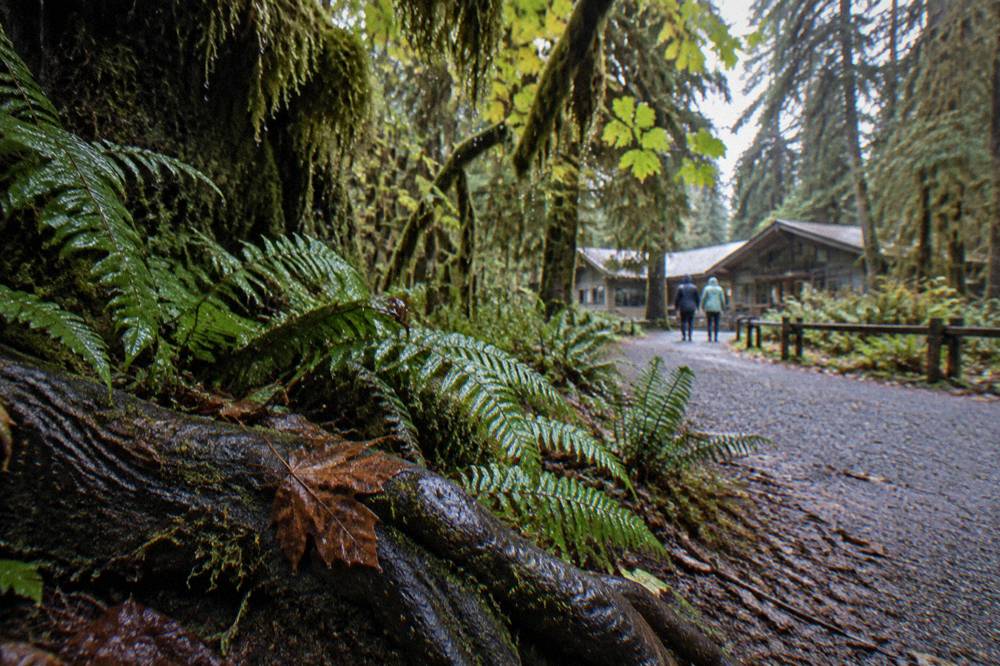 Moss-draped bigleaf maples along a short rain forest loop trail