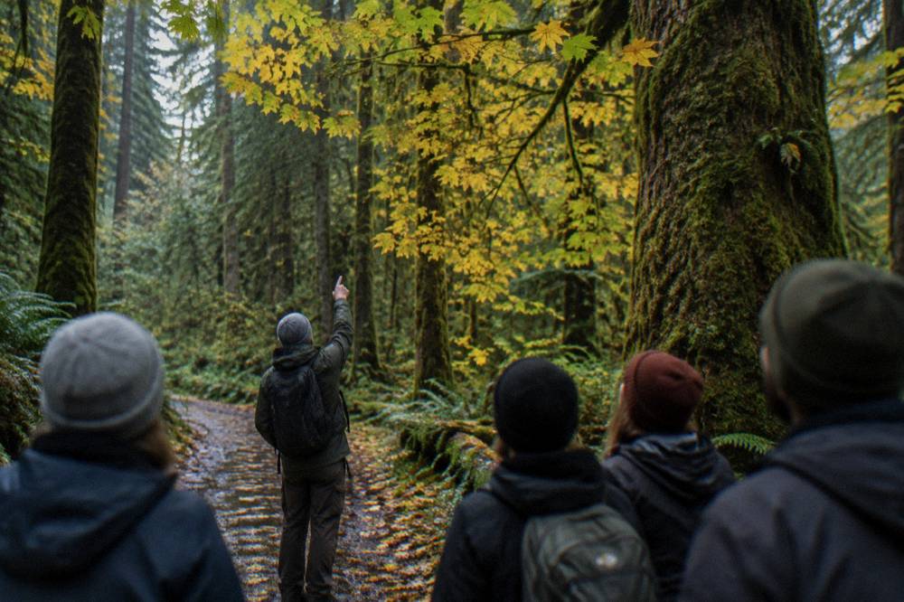 Guide pointing toward treetops while a small group listens on a forest trail