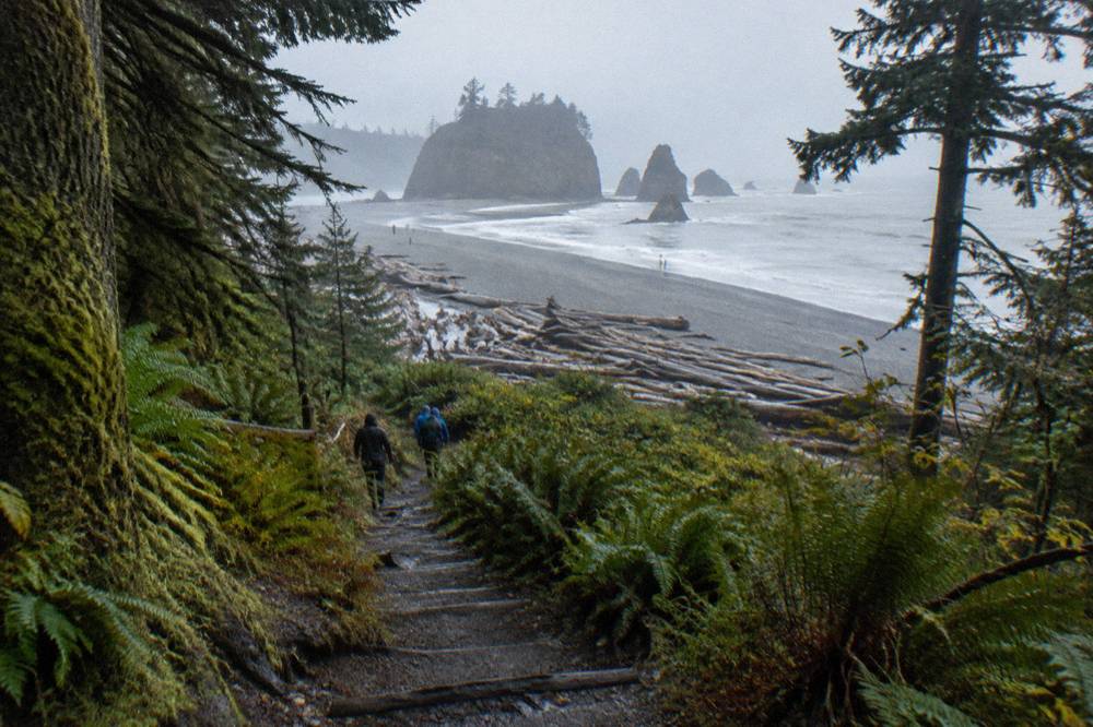A trail descending through mossy coastal forest toward a gray shoreline