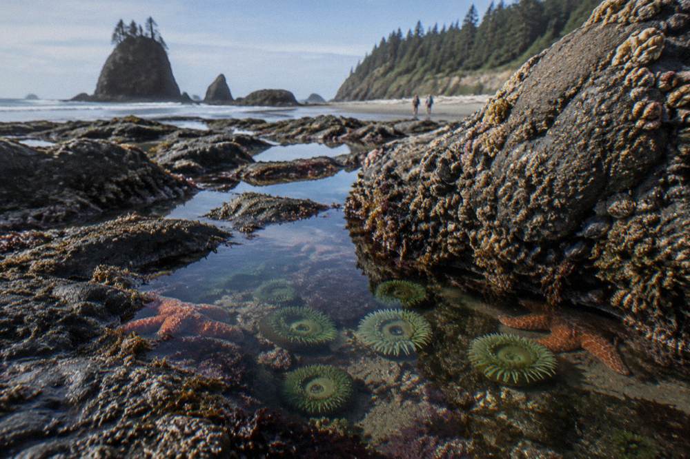 Shallow water pooling among dark rocks near sea stacks at low tide
