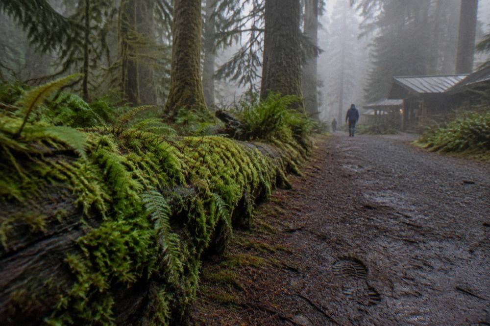 Old-growth spruce and hemlock trunks in the mossy Hoh Rain Forest