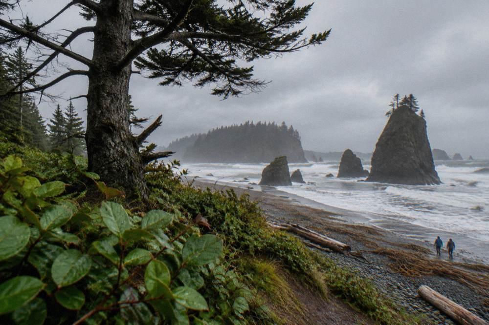 Sea stacks and driftwood on a wild Pacific beach at Ruby Beach