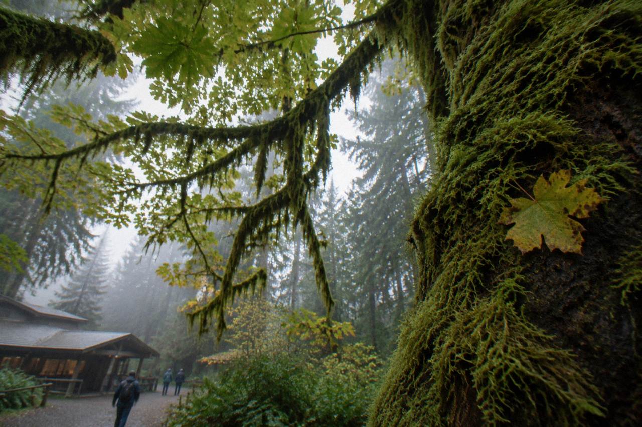 Moss-draped bigleaf maples along a rain forest trail in Olympic National Park
