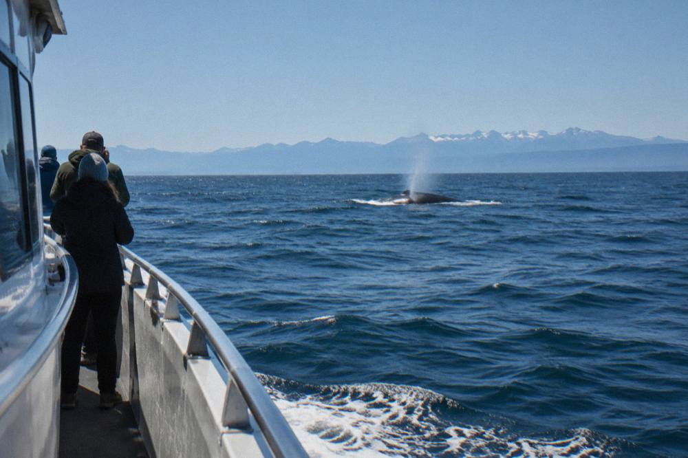 A whale watching boat crossing open water with distant mountains on the horizon