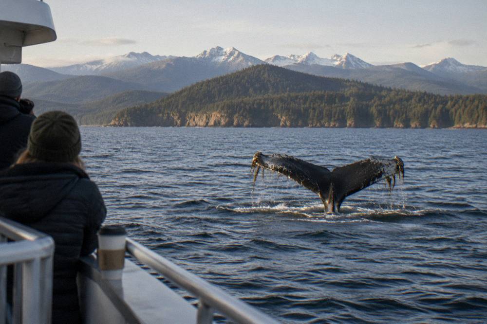 A humpback whale fluke rising above dark open water