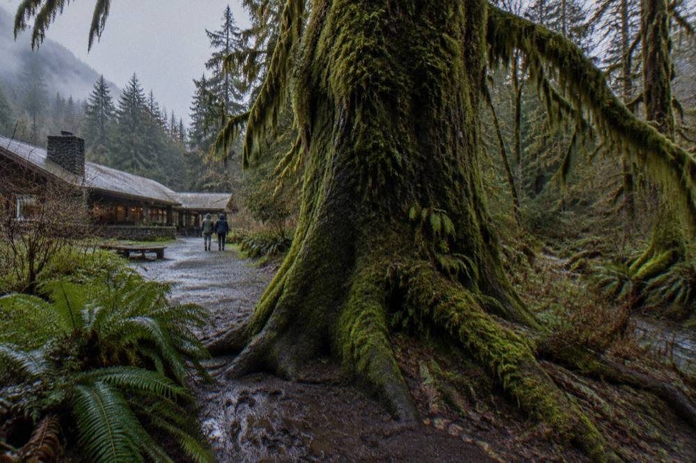 Moss-draped bigleaf maple trees along a rain forest trail in the Hoh valley